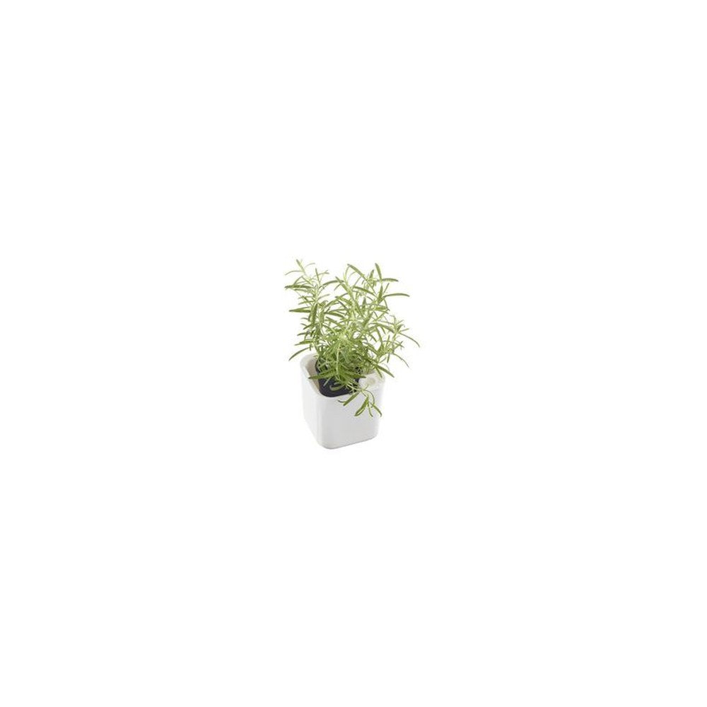 orthex Pot à herbes aromatiques EDEN, largeur: 120 mm, blanc