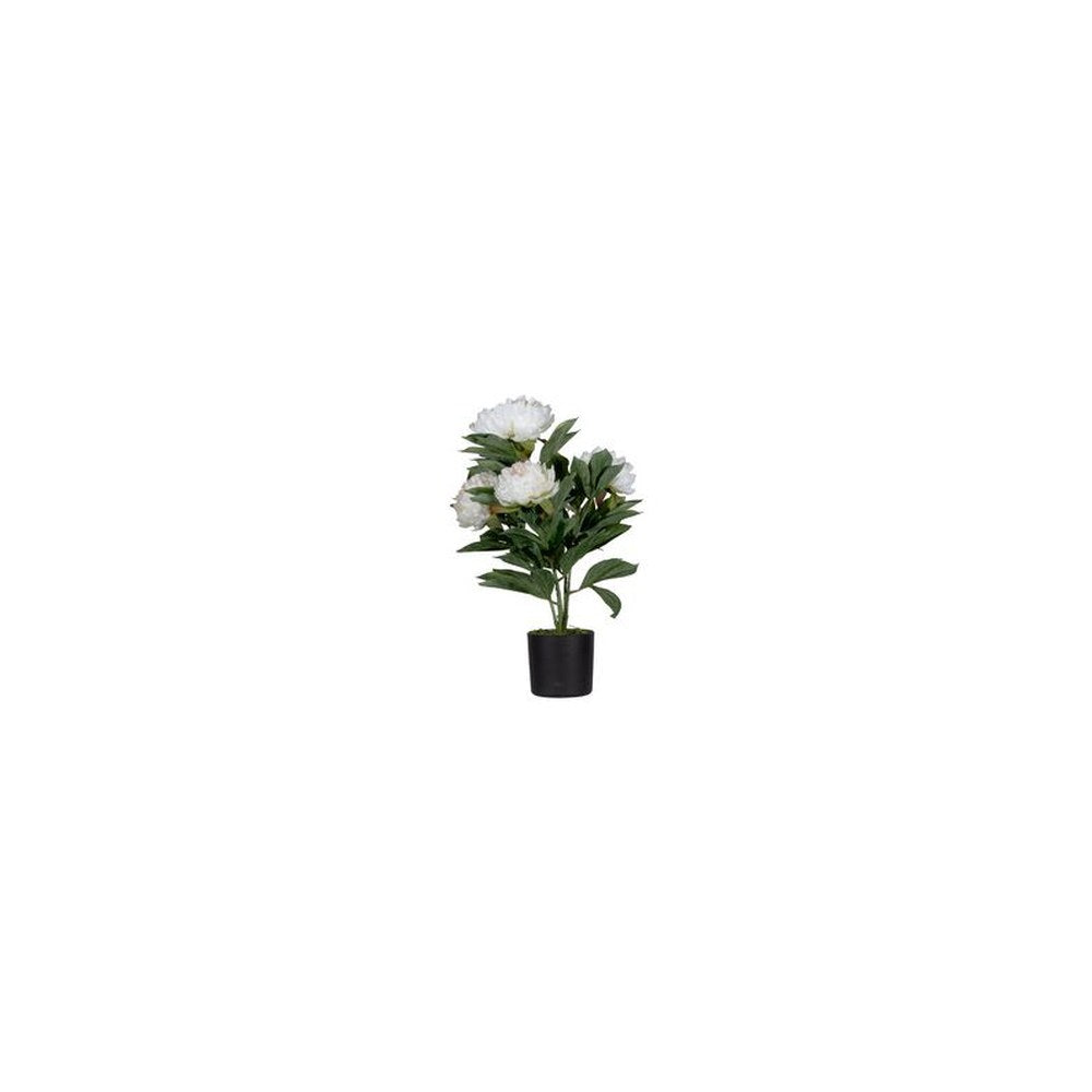 PAPERFLOW Plante artificielle "pivoine", (H)550 mm, blanc